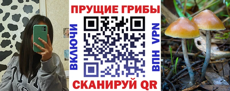 купить наркотик  Колпашево  Псилоцибиновые грибы Psilocybine cubensis 